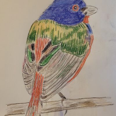 Jerry Lash - Bird Study - Open Studio