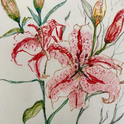 Alwine M. Goossens-Greywolf - Lilies - Visitacion Valley