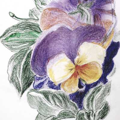 Yelena Khristich - Pansy - Western Park Apts.