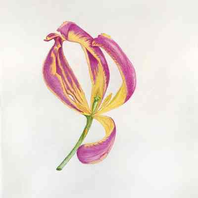 Kim Ringle - Holy...Tulip! - Openhouse