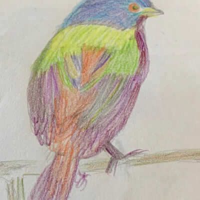 Mary Kay Ito - Bird Drawing - Viamonte Walnut Creek