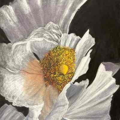 Sequoias - Joan Diblin - Matilla Poppy