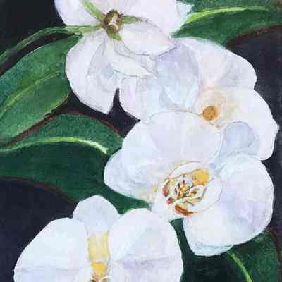 Reutlinger Community - Christine Wasserbauer - Dancing Orchid
