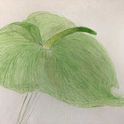 Margaret Mary Miller - Anthurium - Belmont Albany
