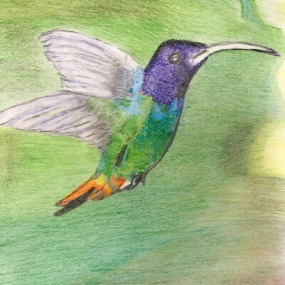 Natee Galinato - Hummingbird - Curry Senior Center