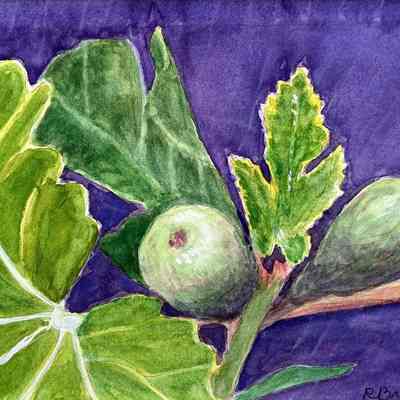 Carlisle - Ruth Brodie - Figs