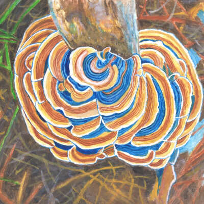 Keith Bailie - Turkey Tail Fungi - Openhouse