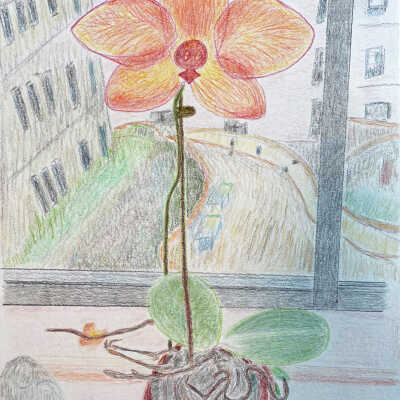 Sarah Armstrong - Orchid 1 - Belmont Albany