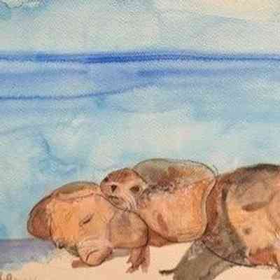 On Lok SJ - Otters