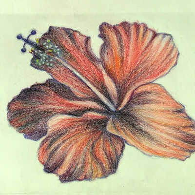 Chieko Lafferty - Hibiscus - Western Park Apts.