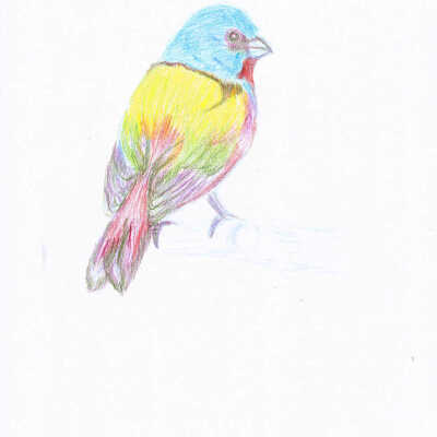 Maya - Maya's Bird - Viamonte Walnut Creek