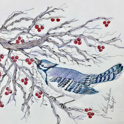 Shirley Swift - Blue Jay and Red Berries - Davis Senior Center