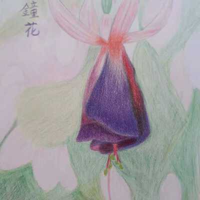 Fanny Liu - Bell Flower - Visitacion Valley