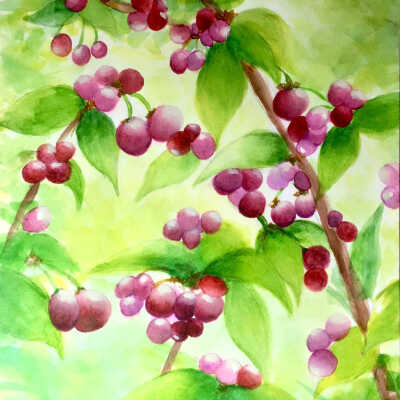 Insio Che - Cherries - AWE Open Studios