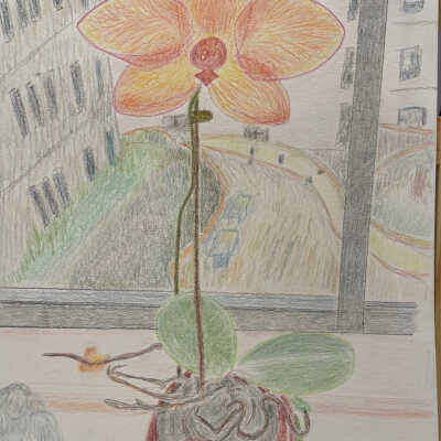 Sarah Armstrong - Orchid - Belmont Village Albany