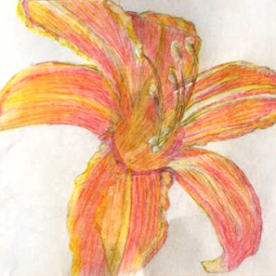 Masha Beylin - Tiger Lily 2 - Belmont Albany