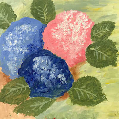 Paula Tschida - Hydrangea