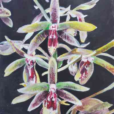Vistitacion Valley - Yue Situ - Encyclia Orchids - Selected