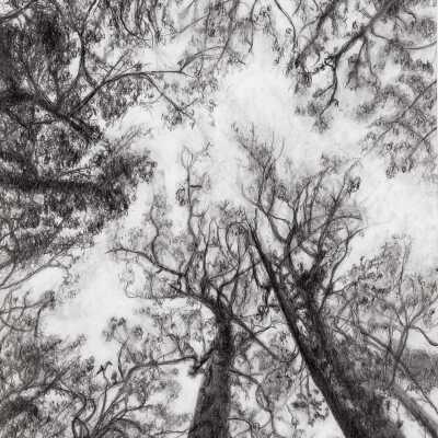 Western Park Apartments - Alice Gibbons - Looking Upwards - 2019