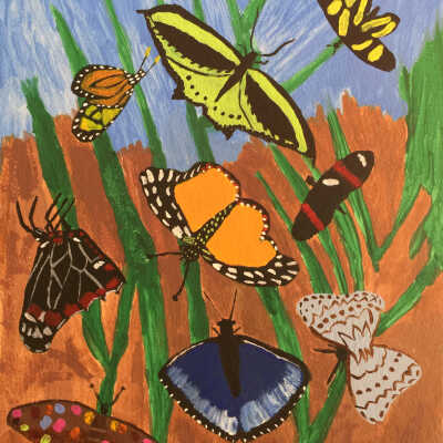 UCSF - Ione Kuhner - Butterflies - 2019