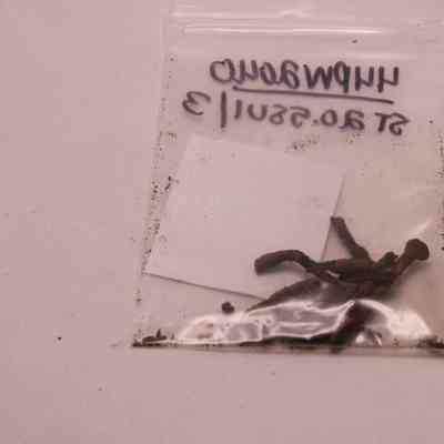 Wire Common Nail Fragment