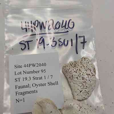Faunal; Oyster Shell Fragment