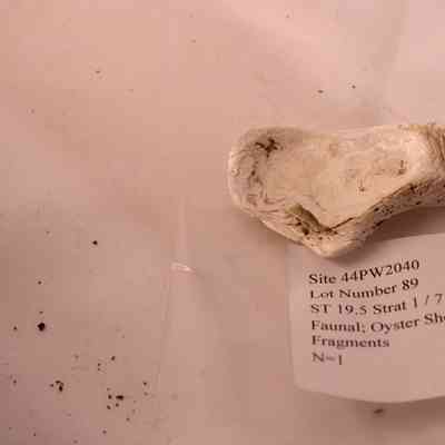 Oyster Shell Fragment