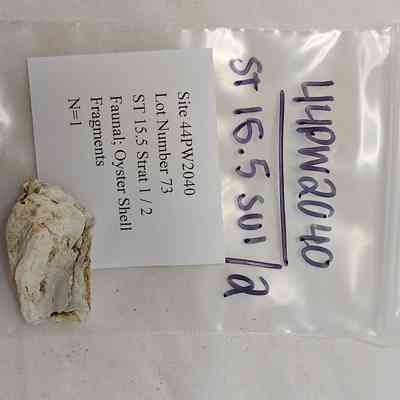 Faunal; Oyster shell Fragment