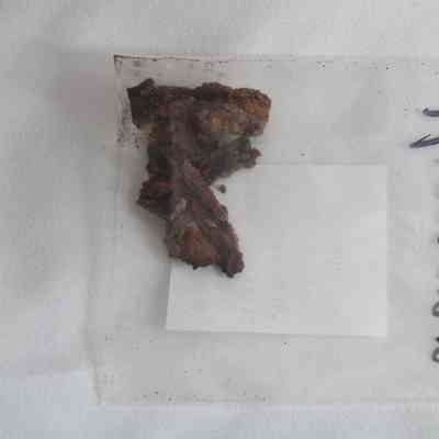 Cut Common nail Fragment