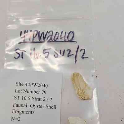 Faunal; Oyster Shell Fragments