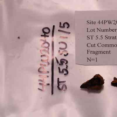 Cut Common Nail Fragment
