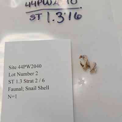 Faunal; Snail Shell