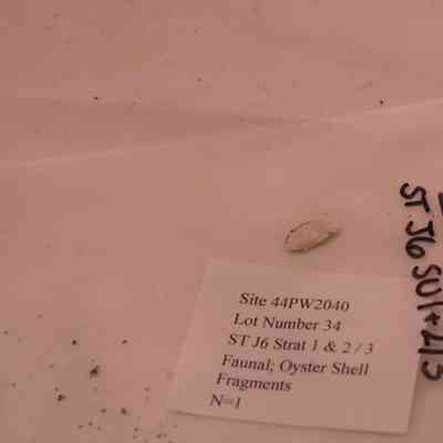 Oyster Shell Fragment