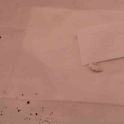 Oystershell Fragment