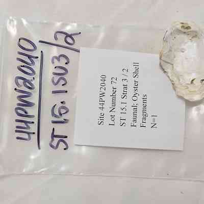 Faunal, Oyster Shell Fragments