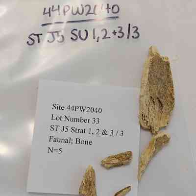 Faunal; Bone