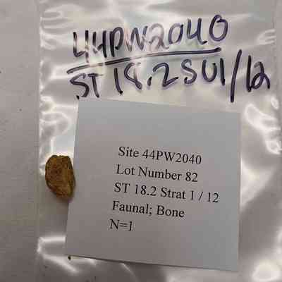Faunal Bone