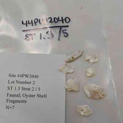 Faunal; Oyster Shell Fragments