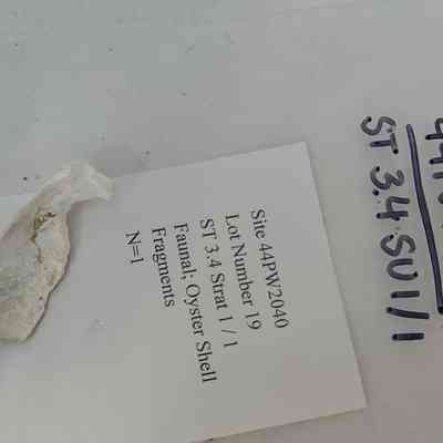 Faunal; Oyster Shell Fragment