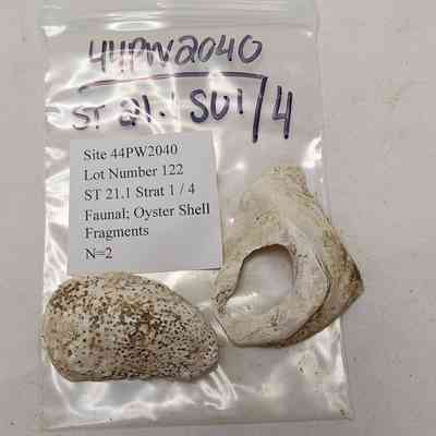 Faunal; Oyster Shell Fragment