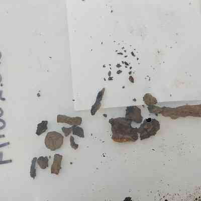 Wire Common Nail Fragment