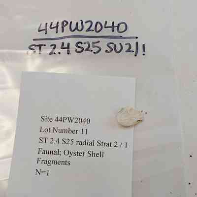Faunal; Oyster Shell Fragments