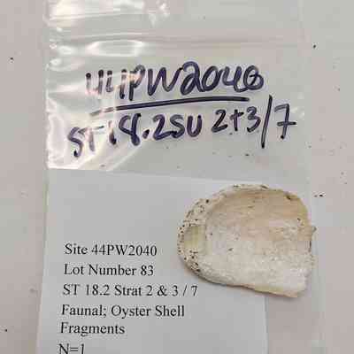 Faunal; Oyster Shell Fragments