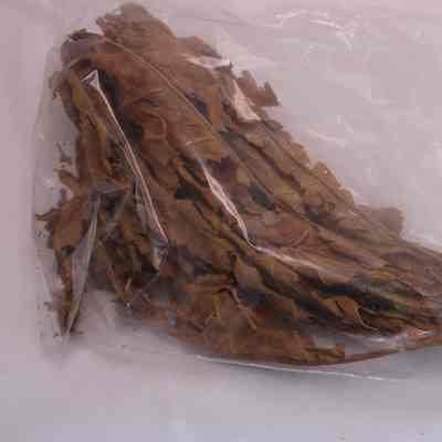 Dried Plant