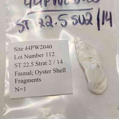 Faunal; Oyster Shell Fragments