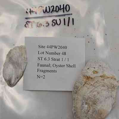 Faunal Oyster Shell Fragments