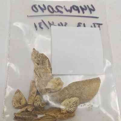 Faunal Bone