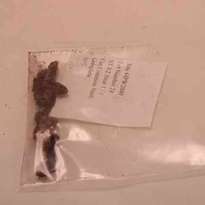 Cut Common nail