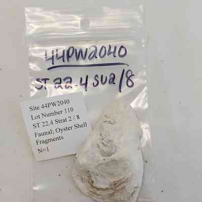 Faunal; Oyster Shell Fragments