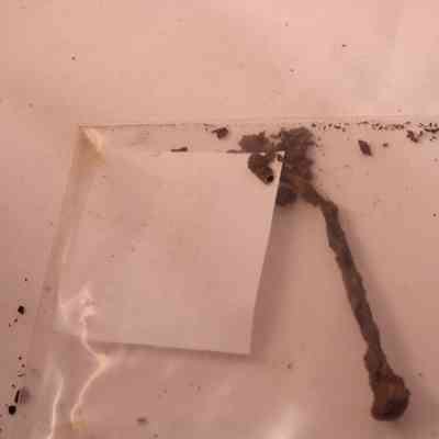 Wire Common Nail Complete